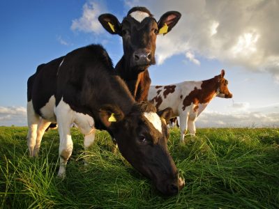 grazing cows grazing cows in the Netherlands